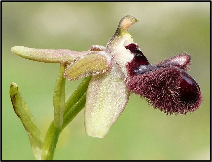 Ophrys incubacea